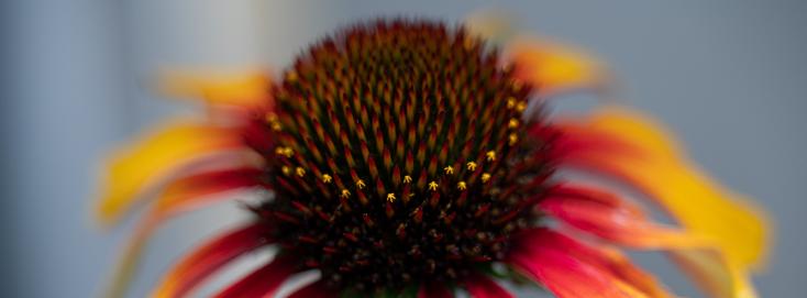 .Echinacea.