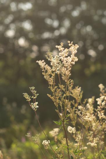 .sonniges Grün.