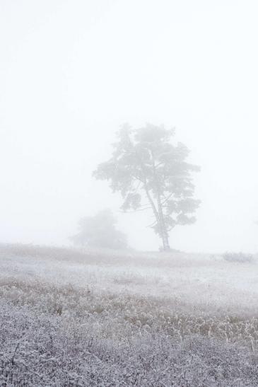 .Baum im Schnee. 30 x 45