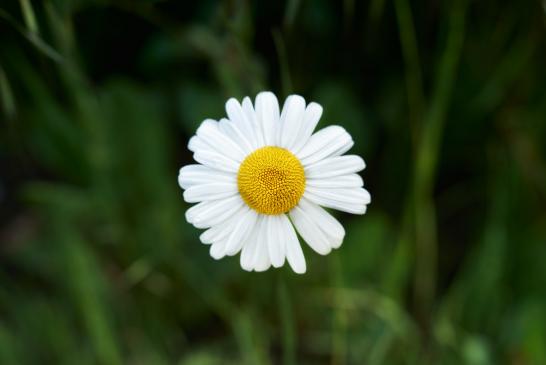 .Gänseblume. 