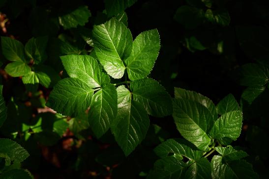 .Grün im Schatten. 