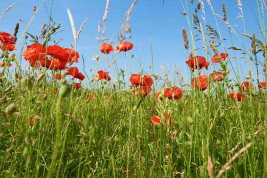 .erhabener Mohn. 