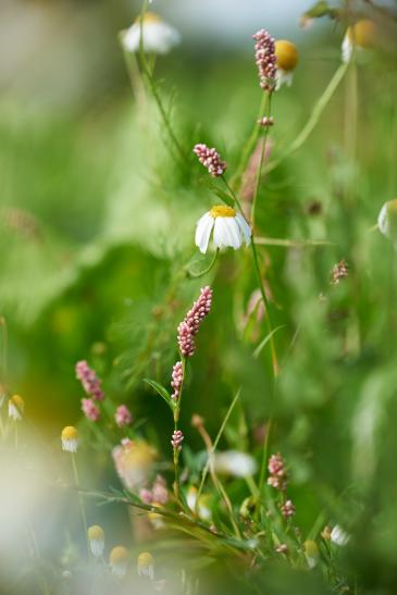 .Wiesenleben. 